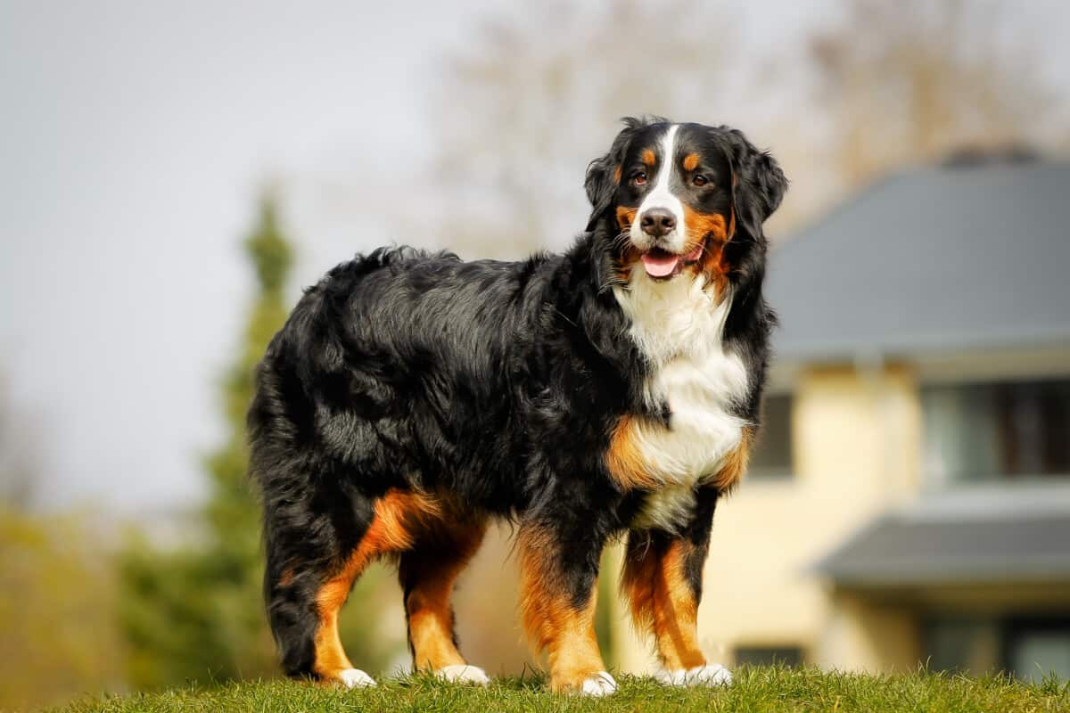 bernese mountain dog1