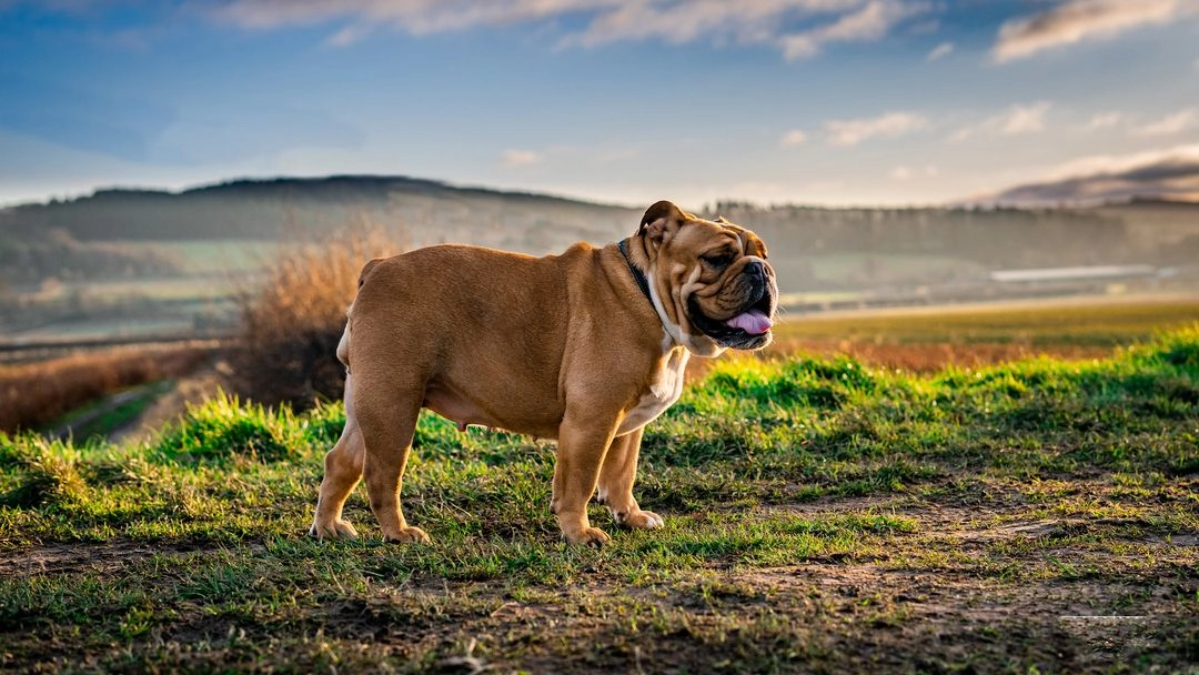 bulldog2