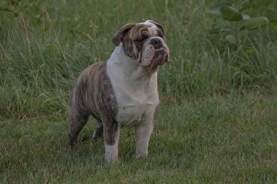 bulldog3