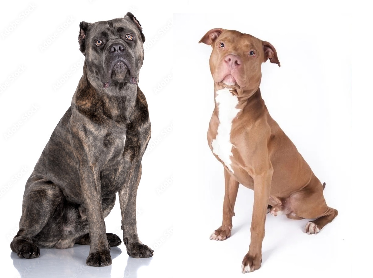 Cane Corso Vs Pitbull - Two Loving Dogs Showing Affection In A ...