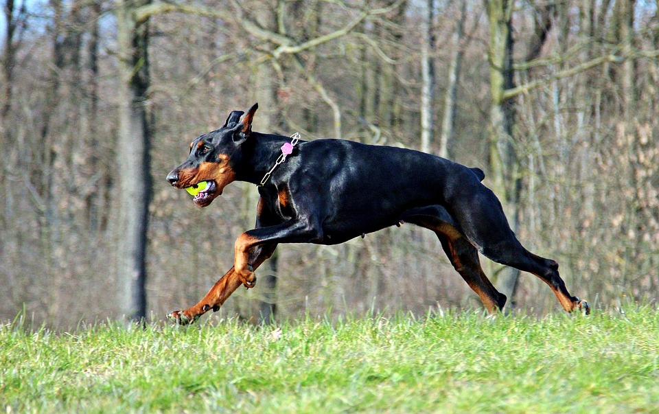 doberman2