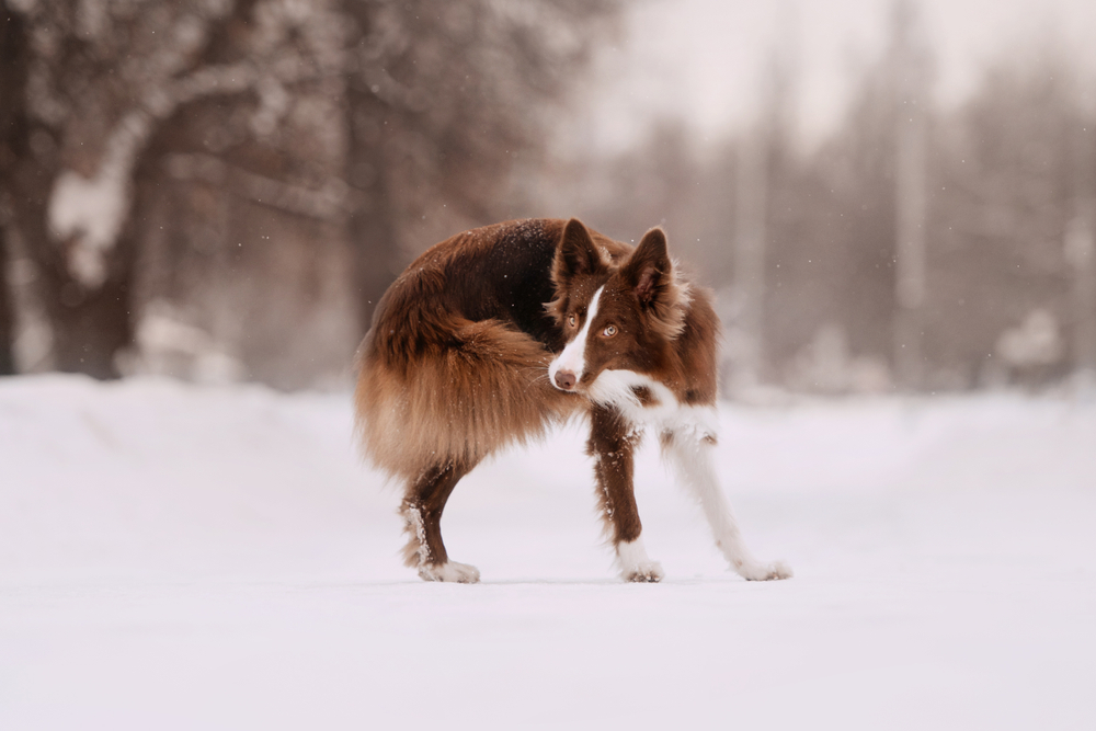 Dog Tail-Biting Compulsive Disorder – Why Do Dogs Bite Their Tail? 50 dog bite tail4