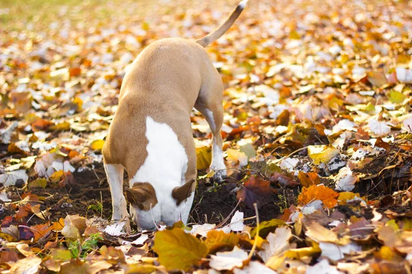 dog toys dig4