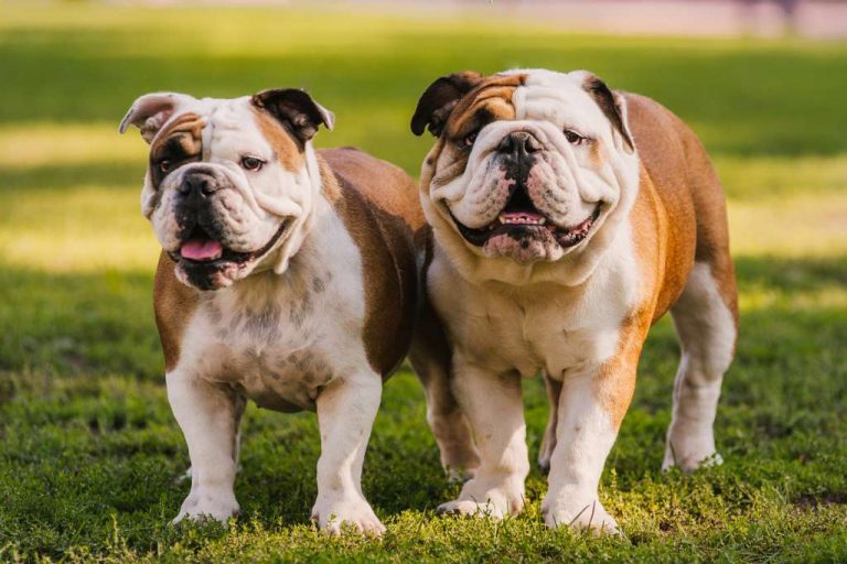 Old English Bulldog Vs English Bulldog What Are The Differences?