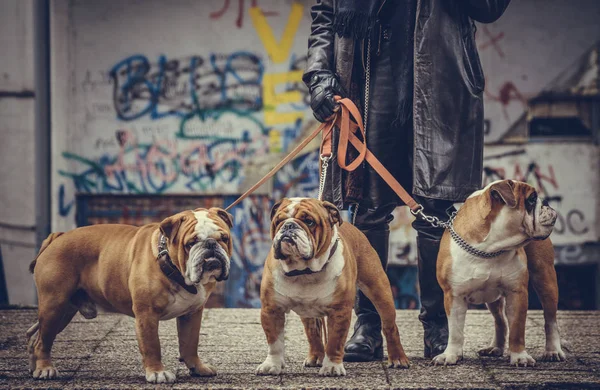 english bulldog3