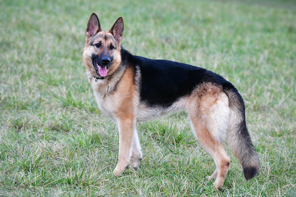 german shephard1 1