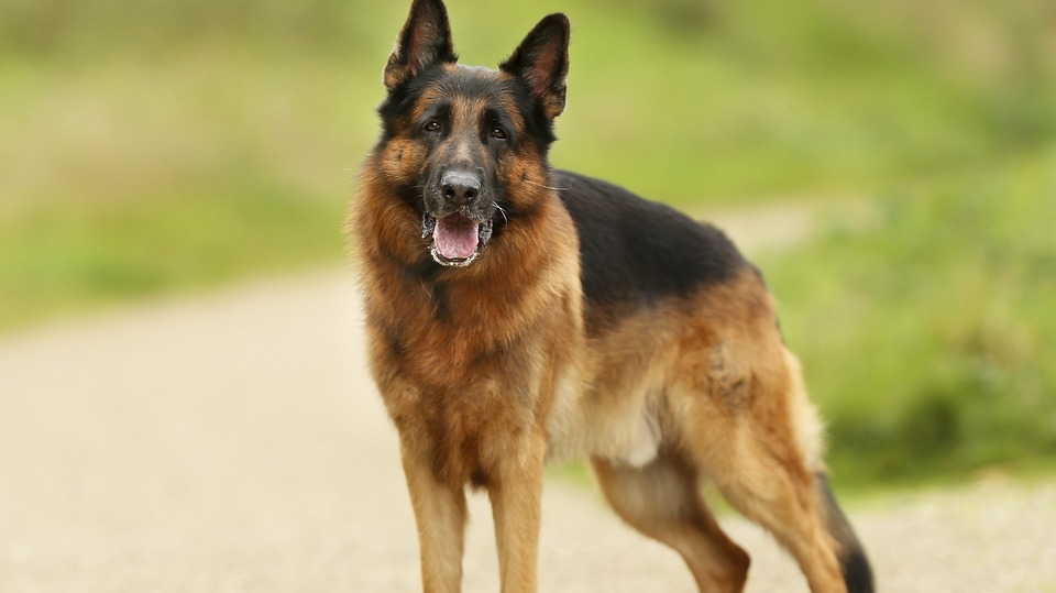 german shephard1