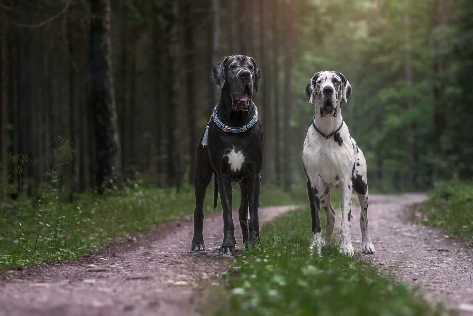 greatdane