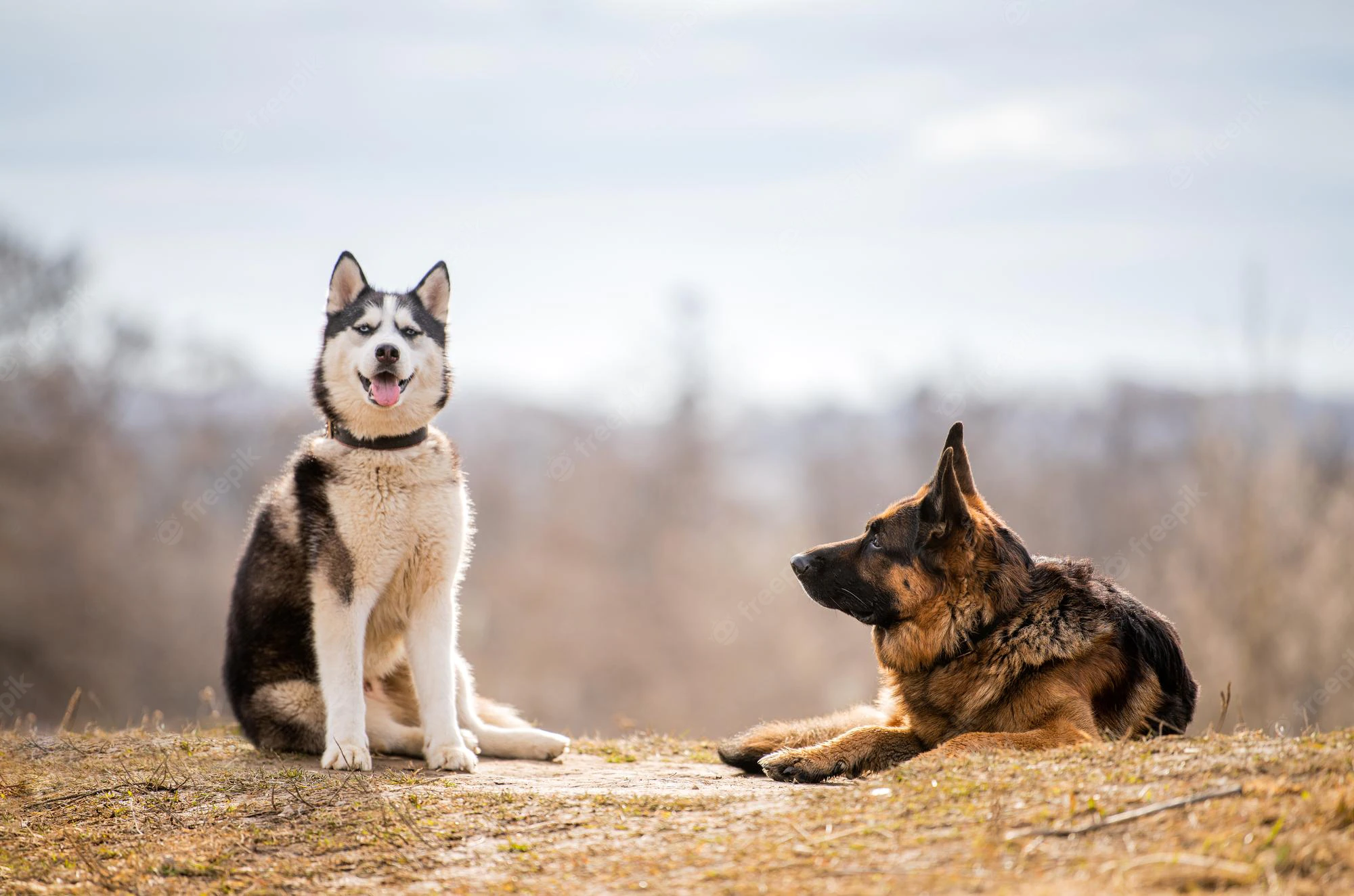 gsd husky1