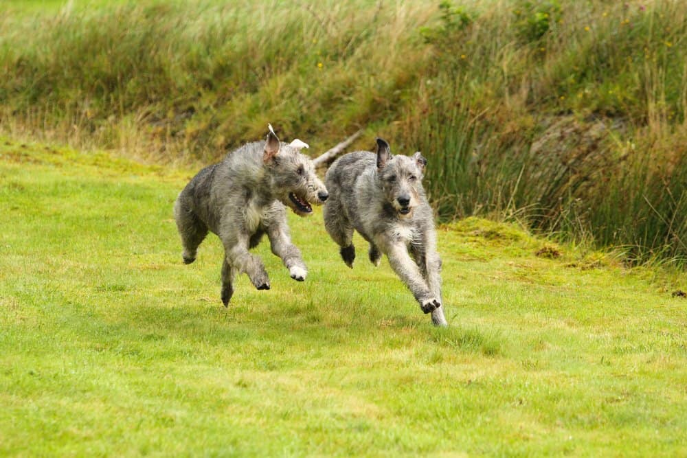 irish wolfhound4