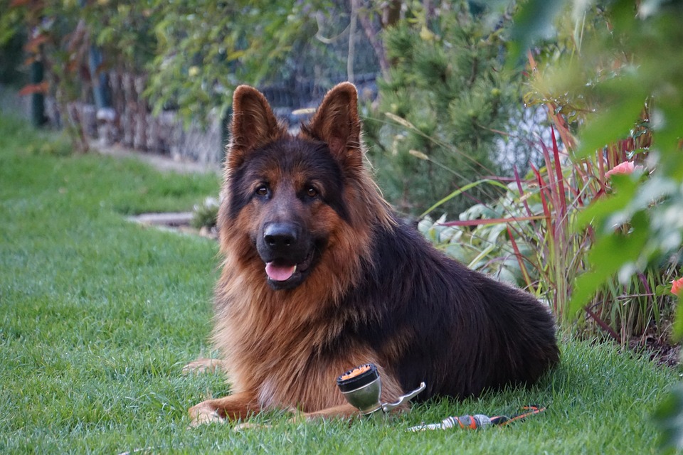 king german shephard3