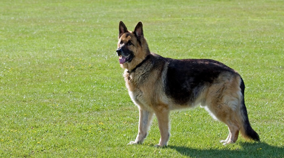 king german shephard5