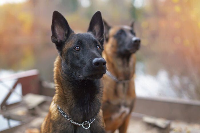 malinois