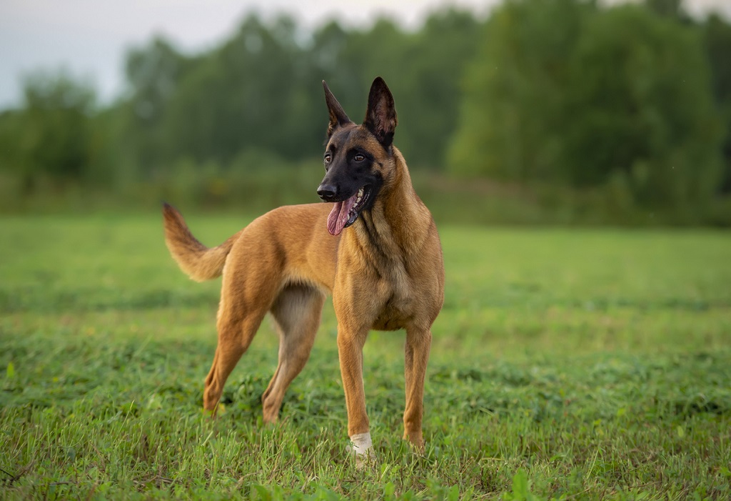 malinois2