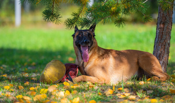 malinois3