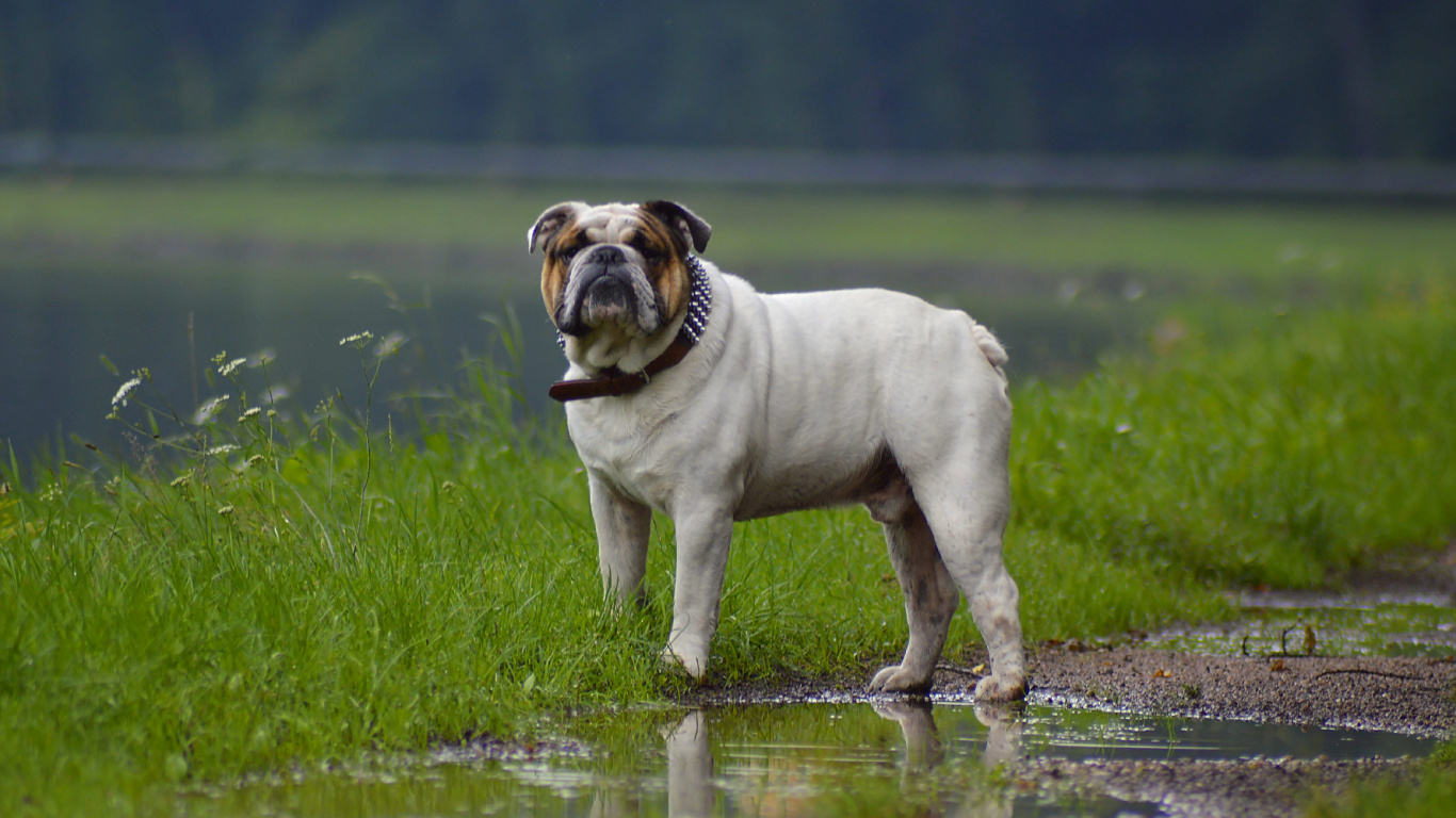 olge english bulldog1