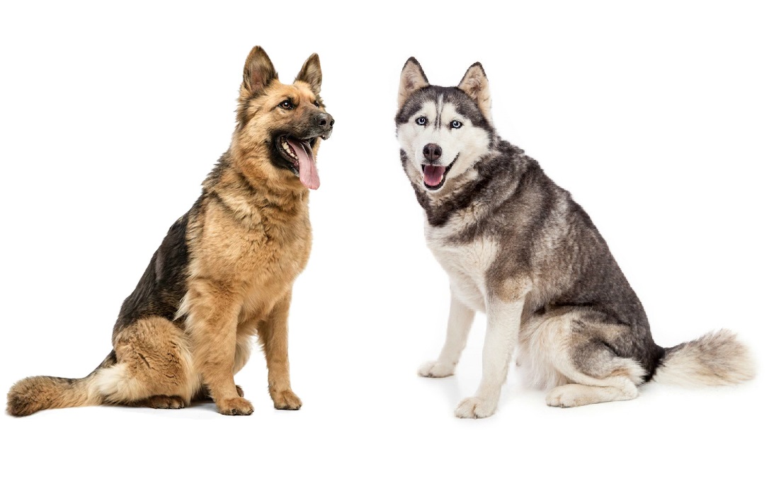 Cheap siberian husky and german shepherd on Sale