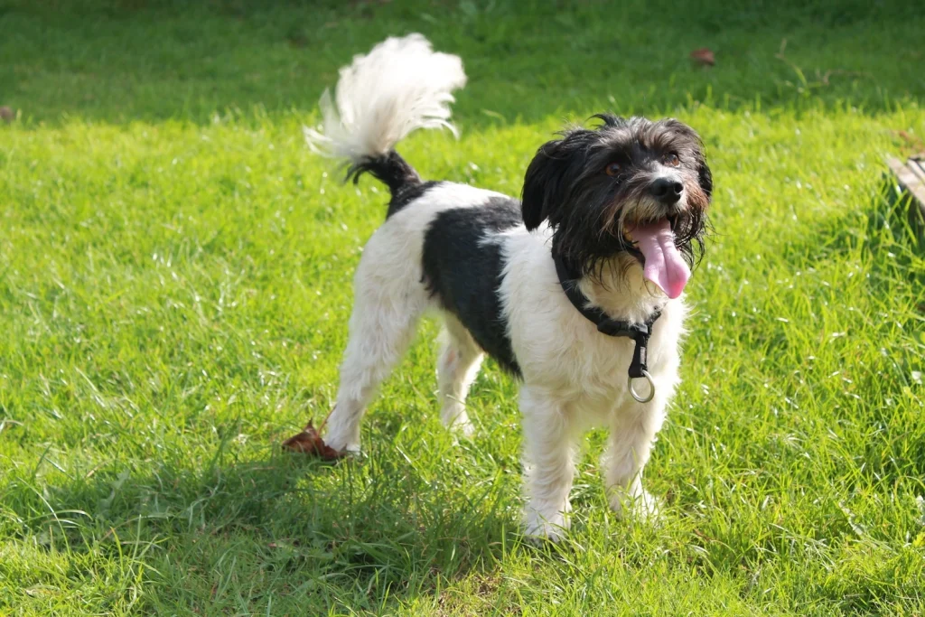 What Dog Tail Wagging Really Means? 35 tail wagging1