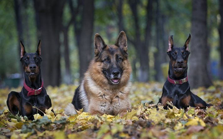 thumb2 dobermanns german shepherd forest dogs