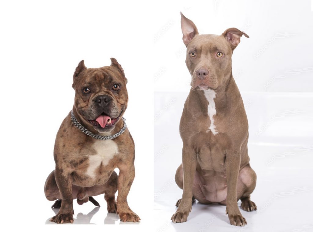 American Bully vs Pitbull – Can You Tell The Difference? 27 American Bully1
