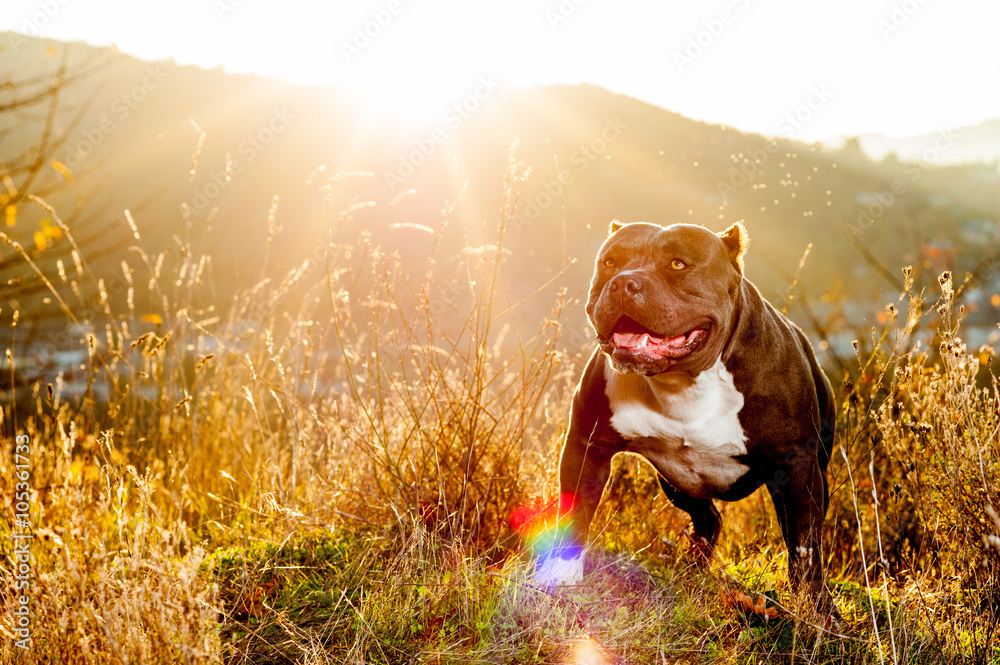 American Bully2