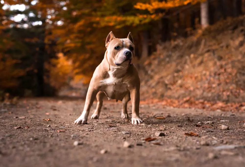 American Bully4