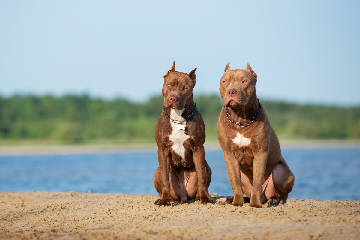 American Pit Bull Terrier1