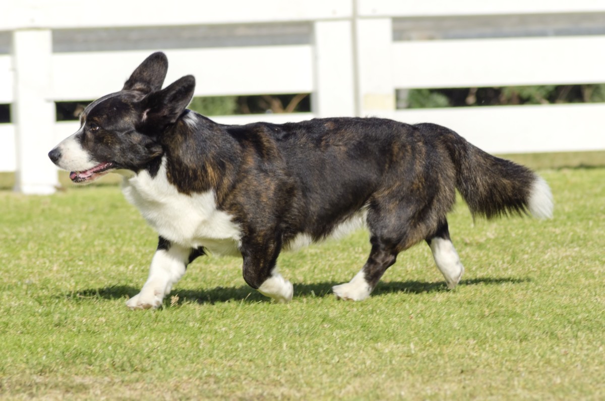 Cardigan Corgi12