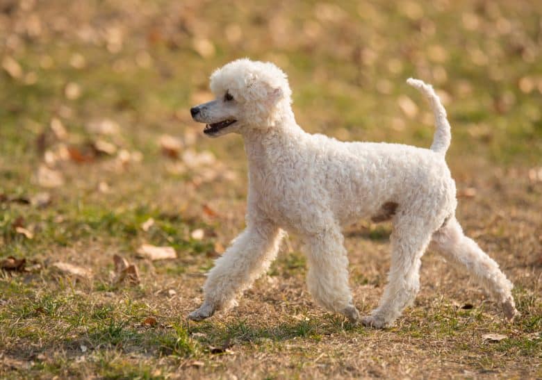 MINI poodle3