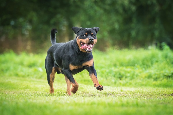 Rottweiler1