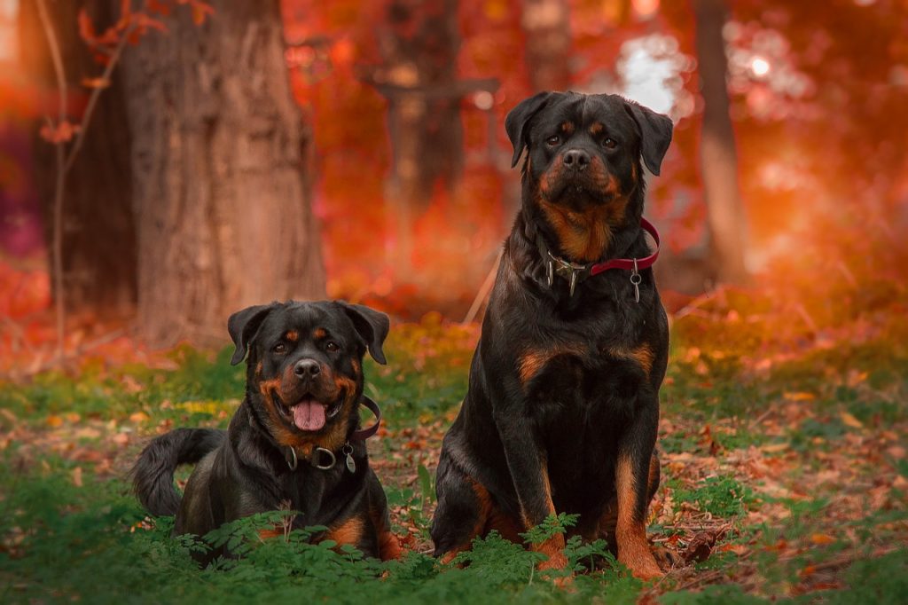 Rottweiler3