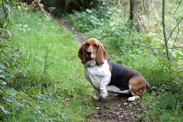 basset hound