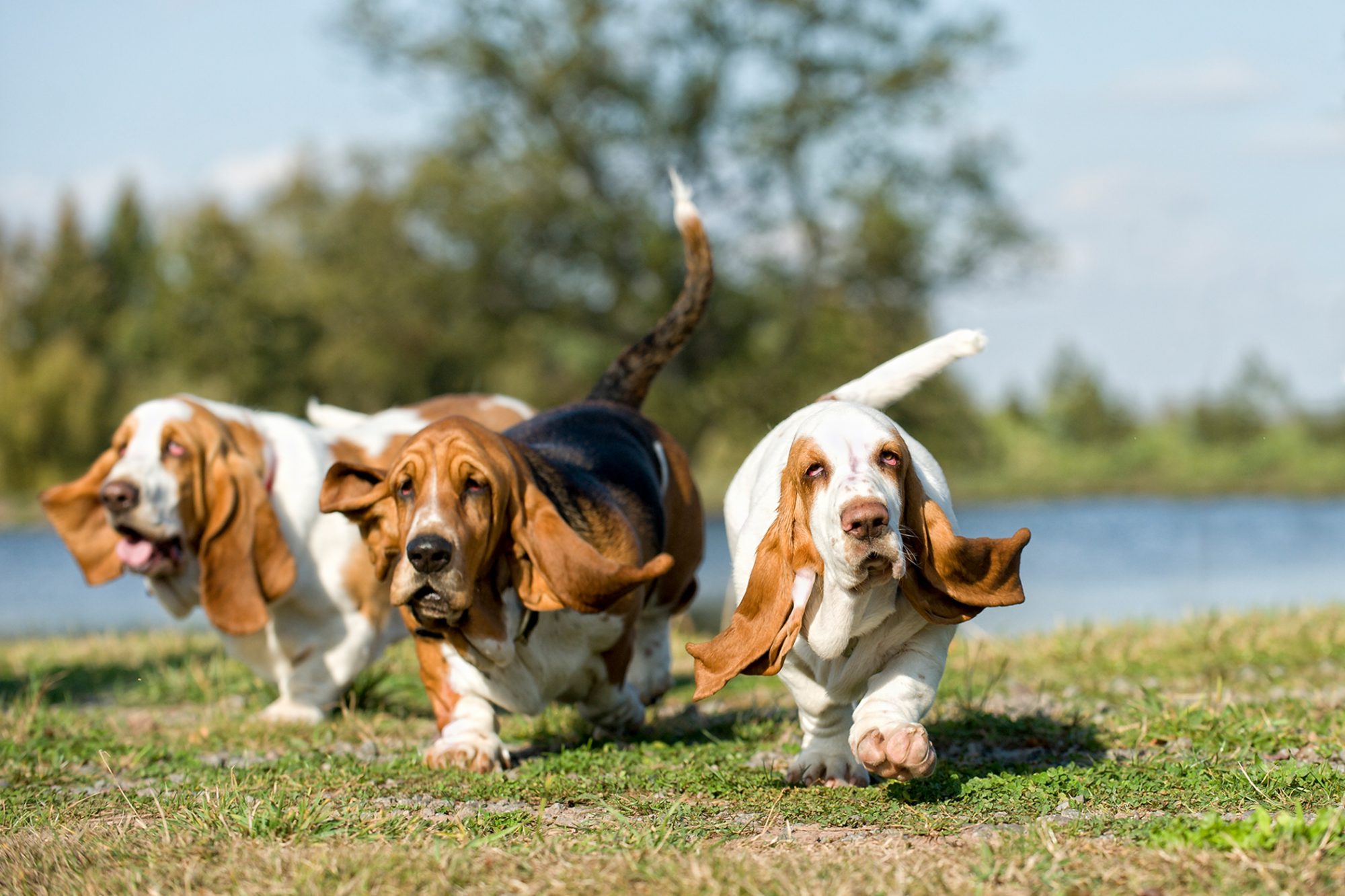 basset hound3