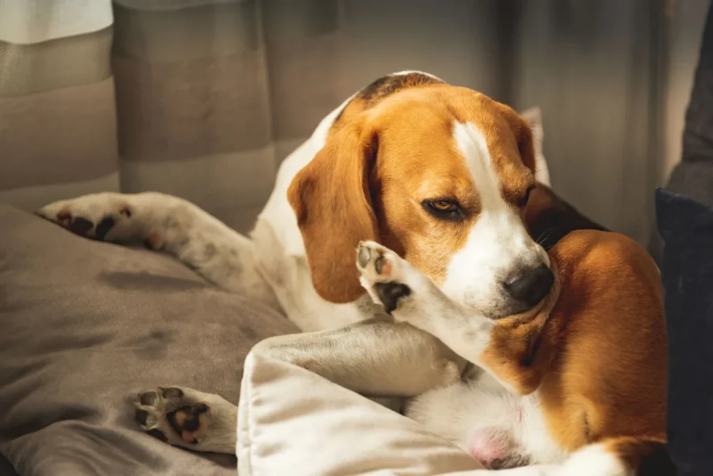 Dog Biting Its Leg – Why Does Your Dog Bites Itself? 8 biting leg