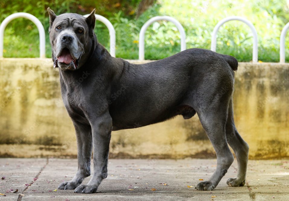 cane corso1 1 e1671363974819