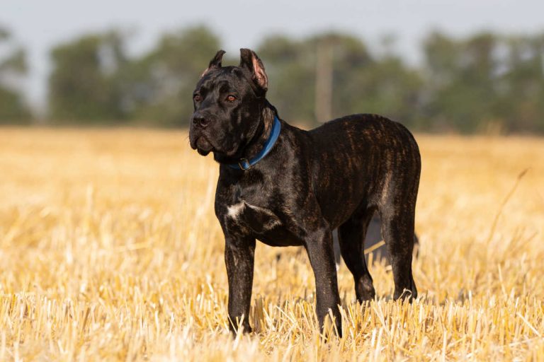 Cane Corso Vs Rottweiler Which Guard Dog Is Your Choice?