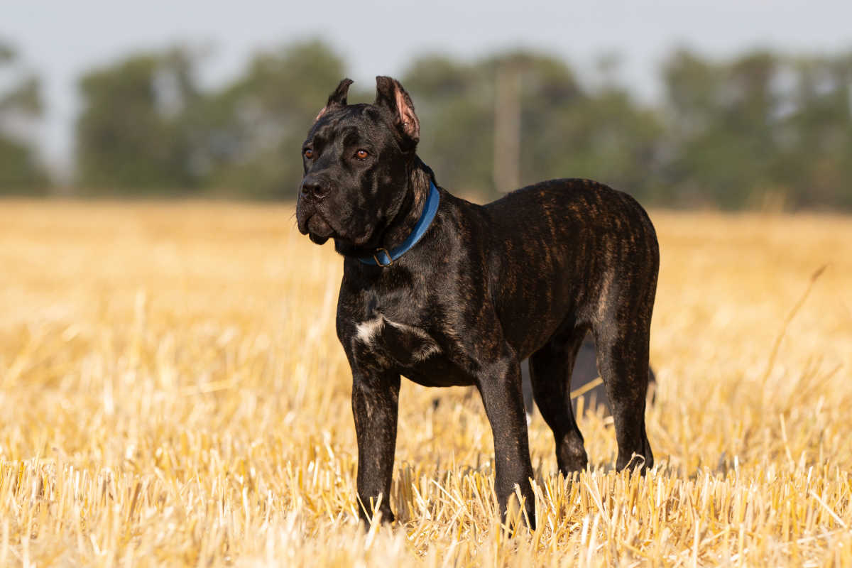 cane corso1