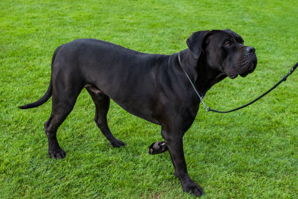 cane corso2