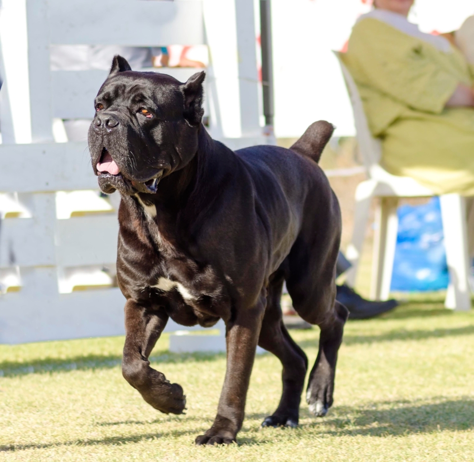 cane corso3