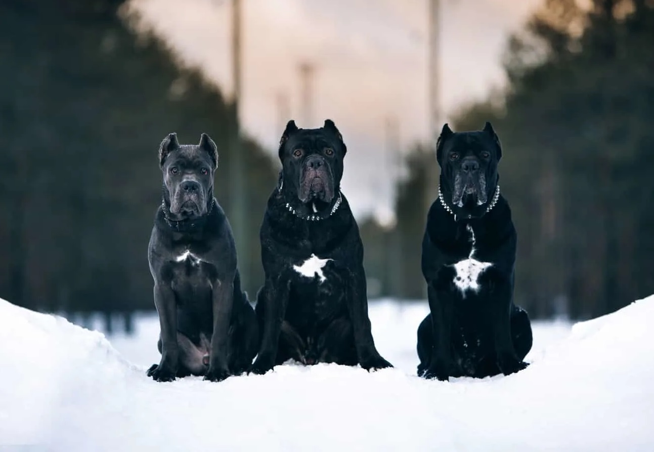 canecorso