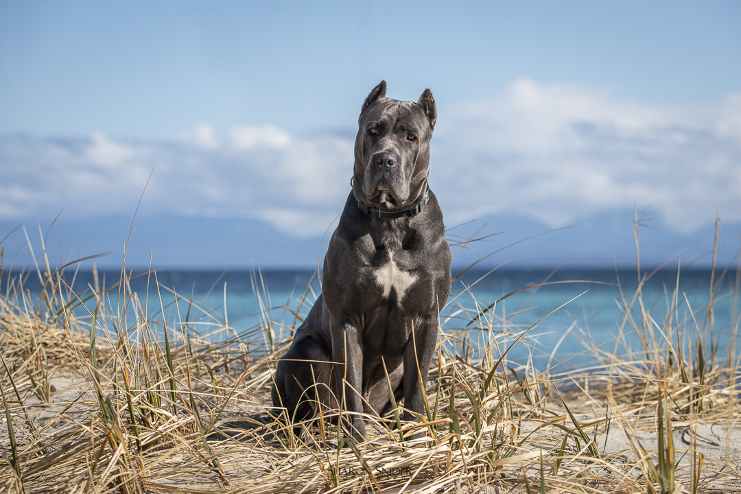 canecorso2