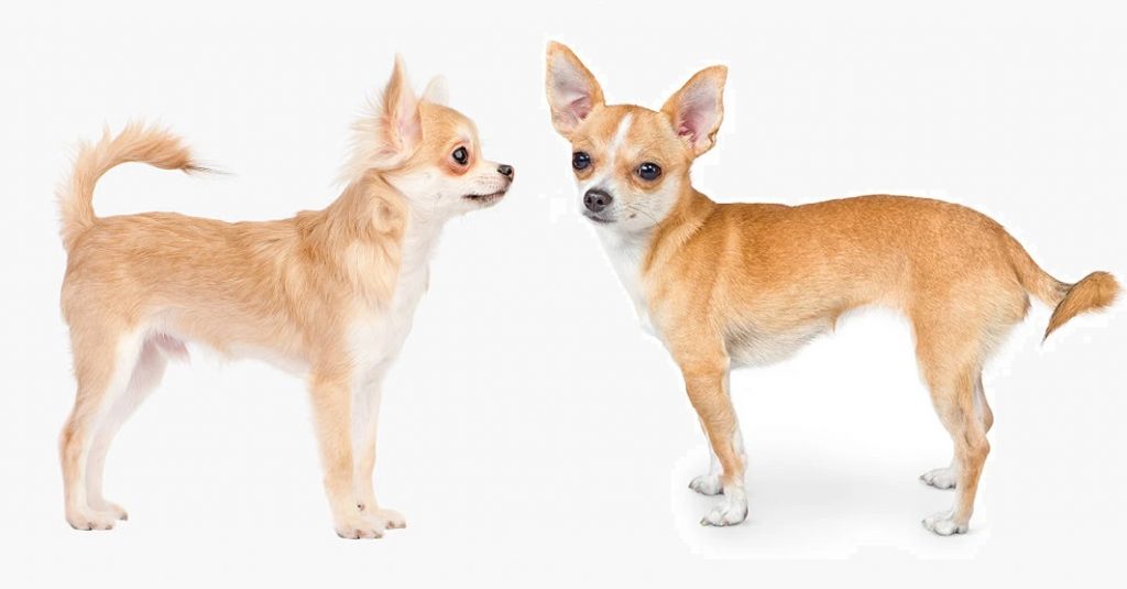 Apple Head vs Deer Head Chihuahua – Does A Head Shape Make A Difference? 32 chihuahua10