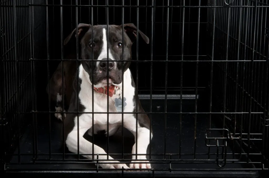 How To Crate Train An Older Dog – Is It Possible? 7 crate2