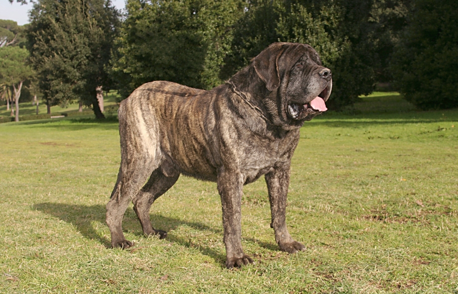 english mastiff dog1