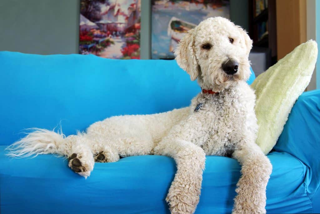 goldendoodle1