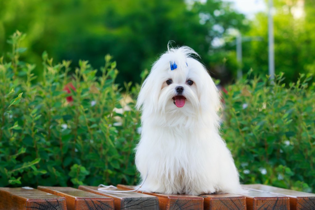 maltese3