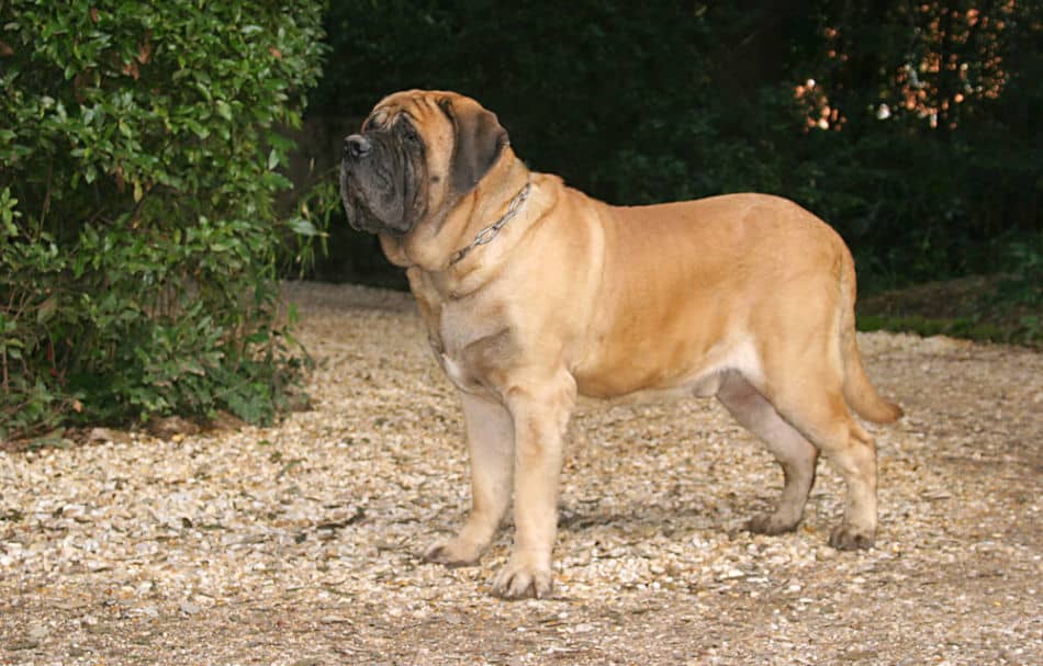 mastiff1