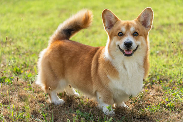 pCorgi1