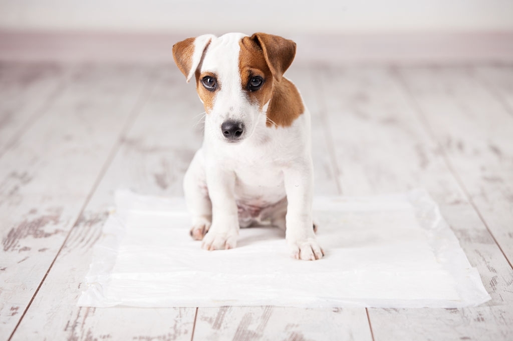 toilet puppy