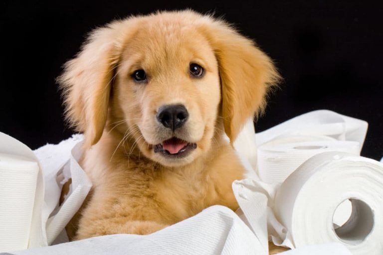 How To Toilet Train A Puppy In 7 Days Tips And Tricks